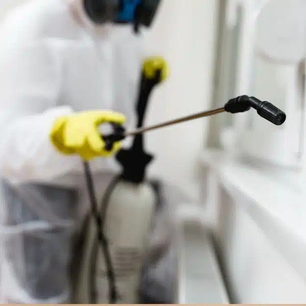 bed bug exterminator