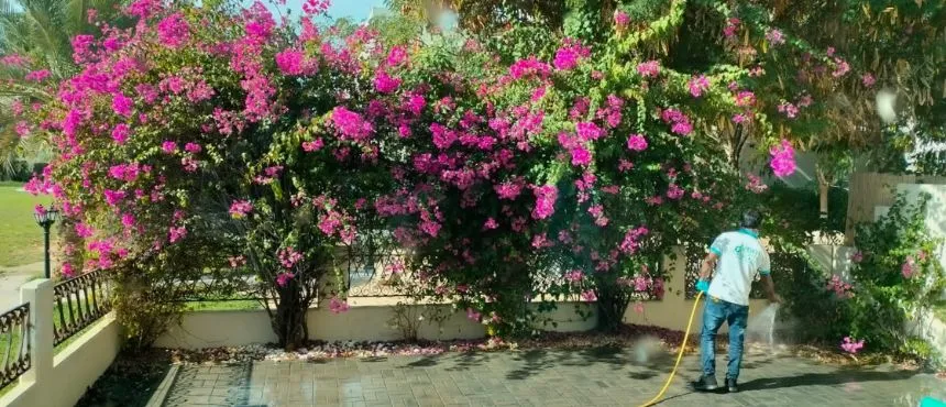 Professional Garden Cleaning Services in Dubai – DubaiClean’s Complete Guide