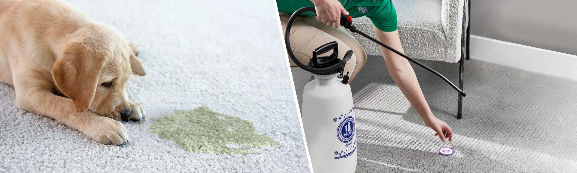 pet carpet cleaner solution