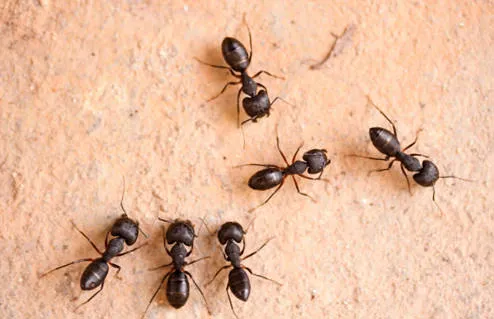 ants pest control dubai 1