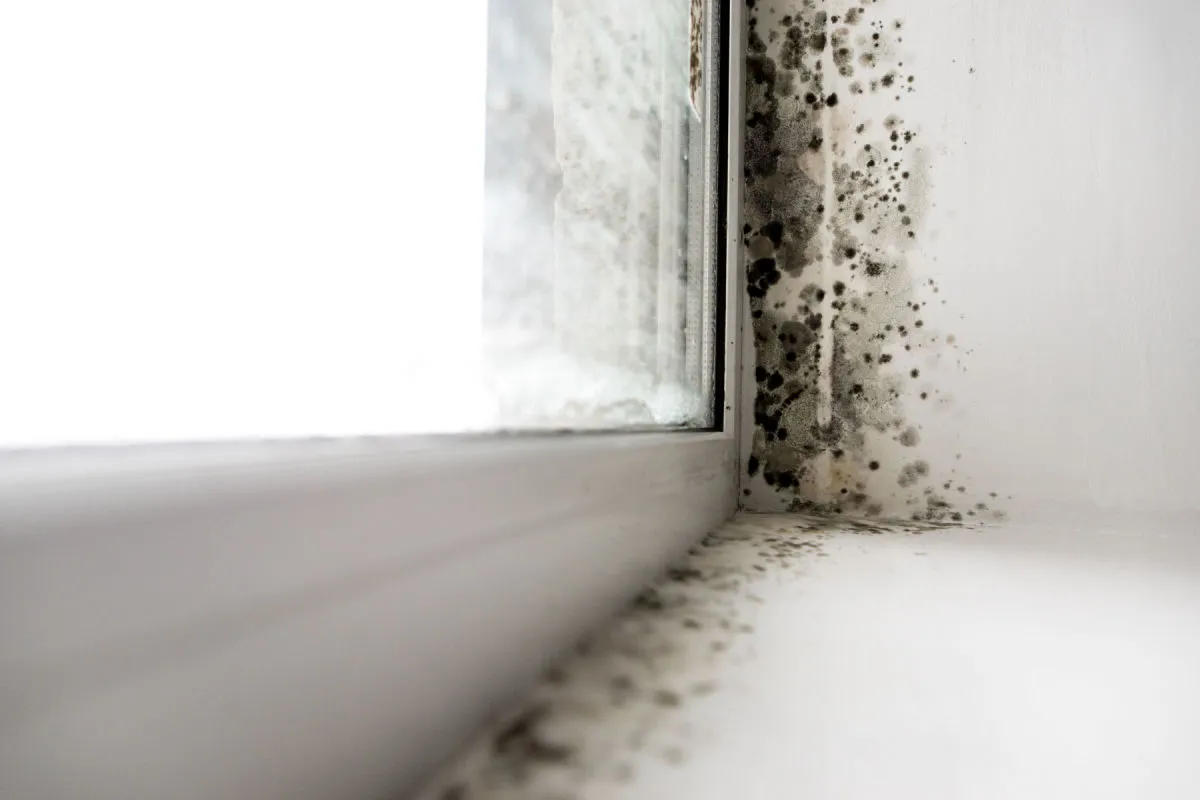 bathroom & basement mold solutions for dubai homes