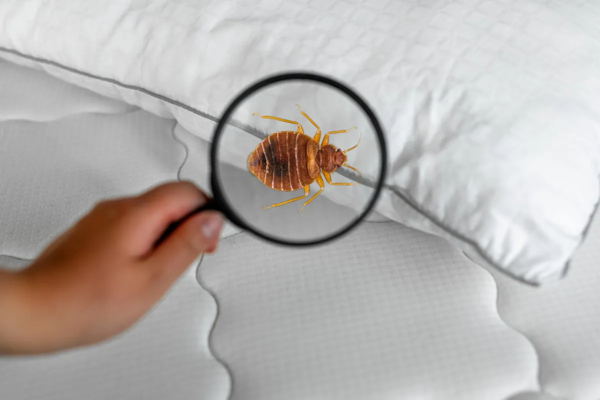 bed bugs control dubai