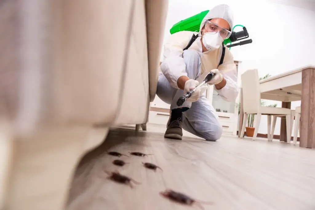 cockroaches pest control dubai