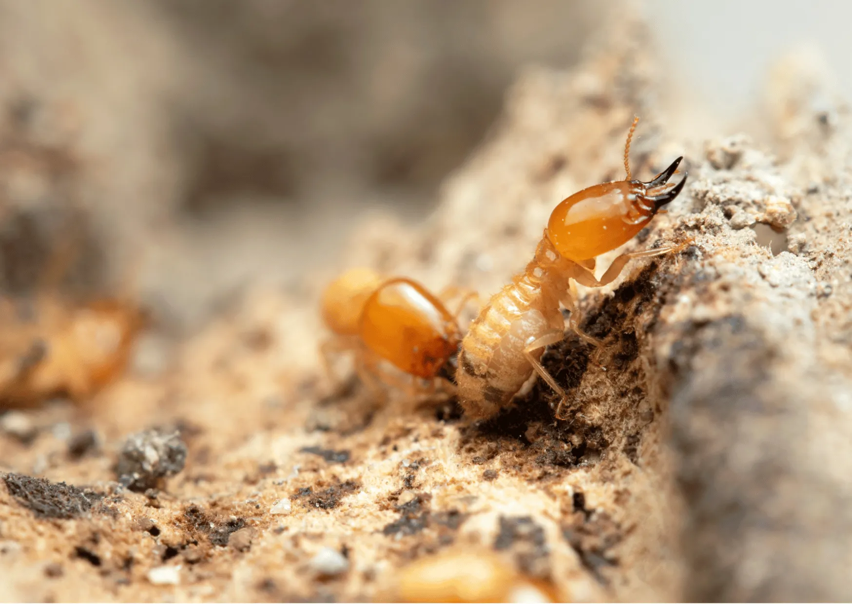 termites control dubai