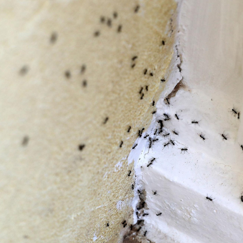 مكافحة النمل في دبي