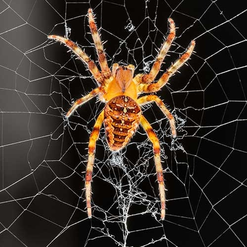 مكافحة العناكب في دبي