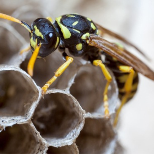 مكافحة الدبابير والنحل في دبي