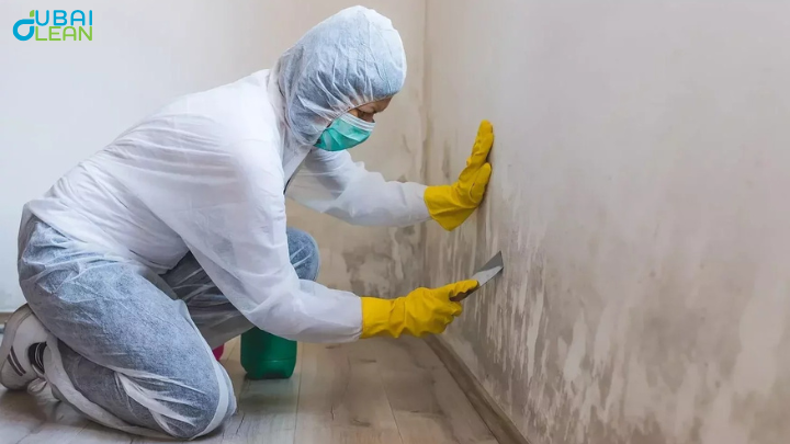 mold cleaning services