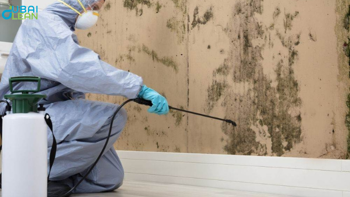 mold cleaning services