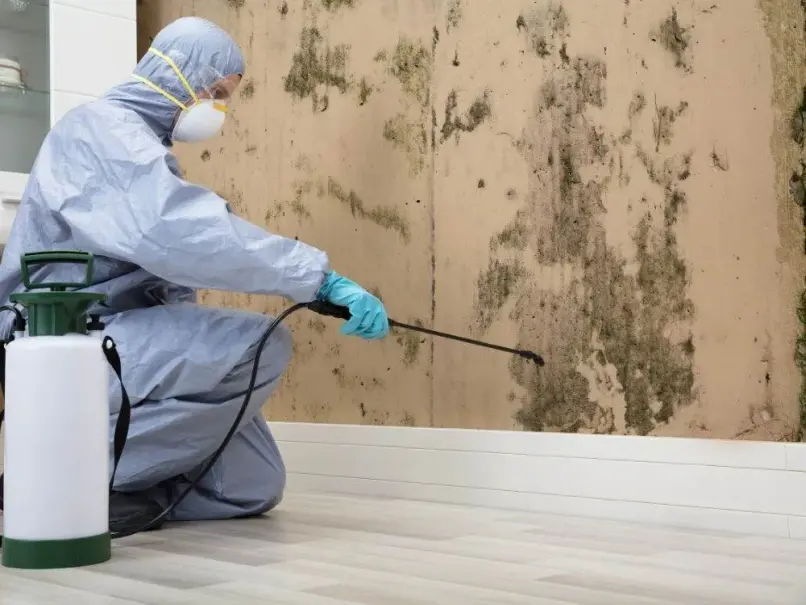 Mold Removal Guide | Benefits, Maintenance & Safety Tips