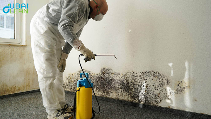 mold cleaning services