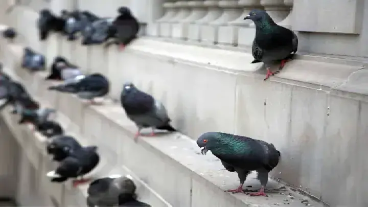 dcs bird pest control dubai1