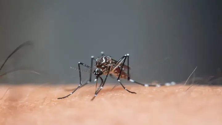 dcs mosquito and fly pest control dubai1