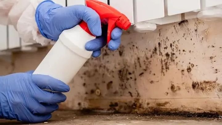  Mold & Moisture Walls? 