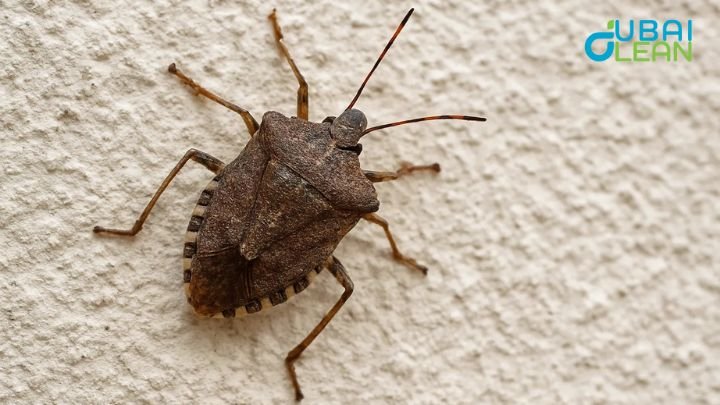 Stink Bugs Dubai, brown marmorated stink bug smell