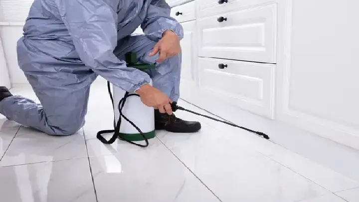 dcs termites control services dubai 1