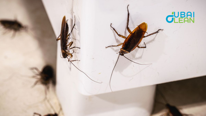 How to kill bed bugs