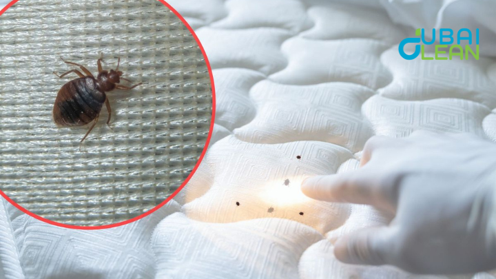 How to Remove Bed Bugs Permanently