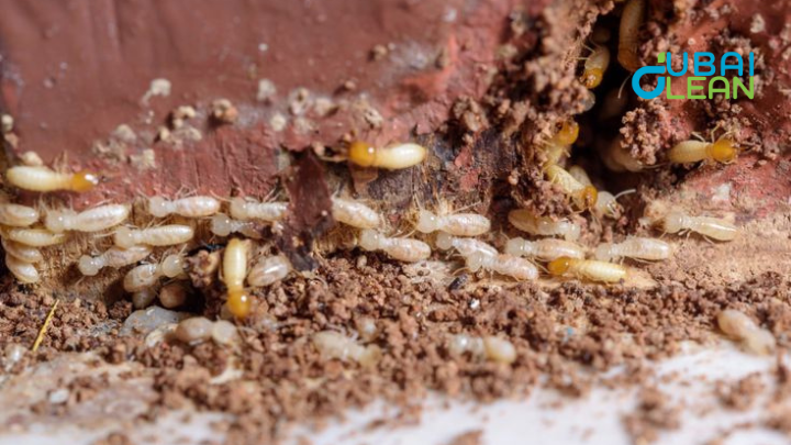 What Kills Termites Fastest?